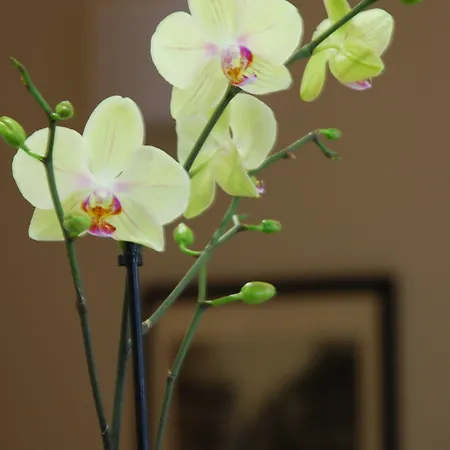 酒店 鲁瑟尼乌姆酒店 2*